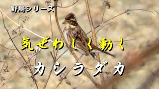 野鳥シリーズ　気ぜわしく動く　カシラダカ