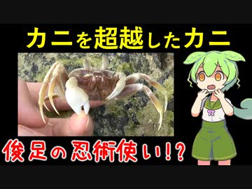 カニを超越したカニに攻撃されてしまった【VOICEVOX解説】