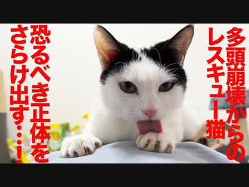 多頭崩壊からのレスキュー猫、恐るべき本性を剥き出しにする