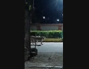 ホモと見るインドの野良猫.cat