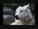 WOLF'S BOND／みょたふぉんず with 初音ミク
