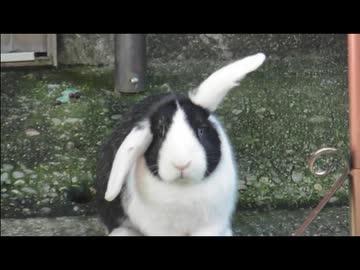 稲葉の垂れ耳ウサギとヤギ