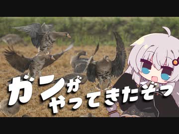 ガンがやってきたぞっ 美しき翼に魅せられて＃７【野鳥観察】