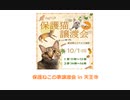 保護ねこの家譲渡会 in 天王寺