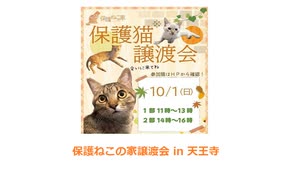 保護ねこの家譲渡会 in 天王寺