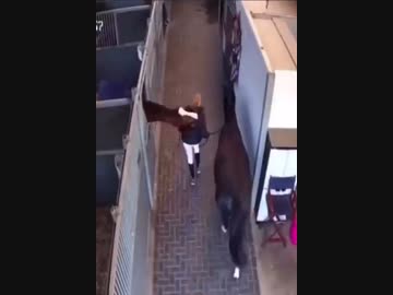 馬を連れた女vs馬