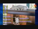 トルコの自治体は野良猫の民向けの避難所『キャットタウン』を作る