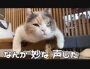 三毛猫もかちん。変な声聞いた！！
