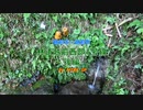 MT09で　お散歩　林道越前西部１号線　後編