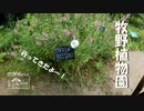 【第185回】牧野植物園②とパンケーキと焼きとうもろこし