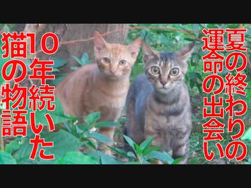 運命の出会いから10年、猫と街と人の物語