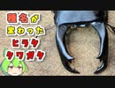 近年種名が変わったヒラタクワガタの飼育を始めます