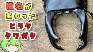 近年種名が変わったヒラタクワガタの飼育を始めます