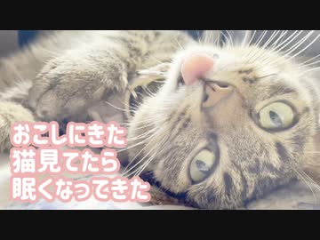 朝起こしに来た猫を見てたら眠くなってきた（あかんやん）