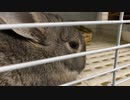 【ウサギ】うさうさざつだん　九月号【琴葉茜】