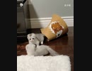 ホモと見るおもちゃ隠れの里の忍猫.ninja