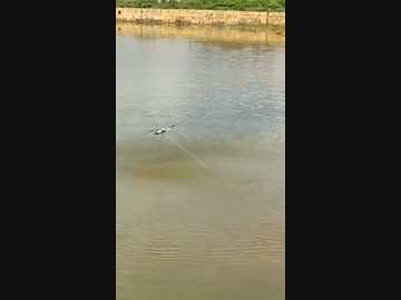 ホモと見るドローンを使った魚釣り