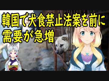 【韓国の反応】韓国で、犬を食べる事を禁止するための立法化の動きが加速している中、駆け込み需要が急増中【世界の〇〇にゅーす】