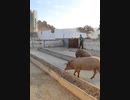 めっちゃ入ってくる豚