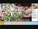 【城プロＲＥ】影より浮かびて忍ぶれば　－ＥＸ１＆２－　戦功攻略【ボイロ解説】★５～７　※入手性重視