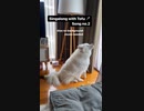 ホモと見るヤバイ犬
