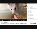 【途中まで】ユキんこようちえん 「ユキっ茶店♡」　③【2023/9/30】