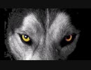 Wild Dog