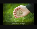 Wildflower Seeds