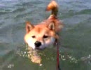 柴犬の遠泳2