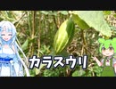カラスウリの浅漬け