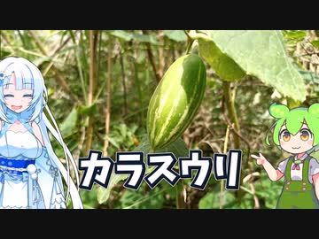 カラスウリの浅漬け