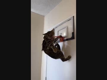 ホモと見るバスケットゴールにハマった猫