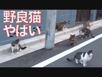 因縁の野良猫たちの恋模様、カオスに展開される