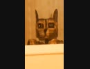 ホモと見るガラス越しに見るネコ