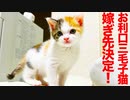お利口三毛子猫、トライアル先が決定する