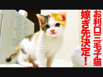 お利口三毛子猫、トライアル先が決定する