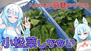 2023年10月6日　農作業日誌P774　今日は出荷日！小松菜が高く売れるかな？