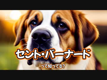 セント・バーナードって知ってる？
