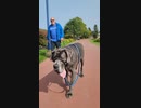 でかい犬