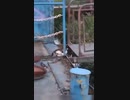 ぬこ