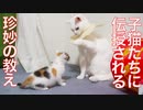 お利口三毛子猫、珍妙オトナ猫たちを圧倒する