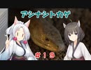 東北姉妹と両爬奇蟲#19 アシナシトカゲ【お迎えと引越し】