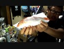 【３時ニコ生録画】2023/10/08 06:00 飯雑