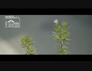 【第188回】牧野植物園④とローズマリーとかにごはん
