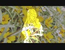 【朝の歌ってみた18】ソープラトニック / いち野　covered by nOMe