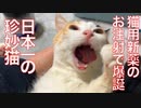 日本一の珍妙猫、お注射で爆誕する