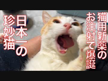日本一の珍妙猫、お注射で爆誕する