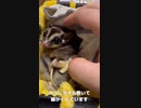 【 #フクロモモンガ 】引きこもりの子！ #おはモモンガ #モモンガ  #shorts #sugerglider #蜜袋鼯 #슈가글라이더 #フクモモ