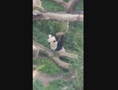 パンダが遊ぶ