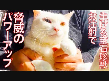 オッドアイの猫型珍獣、お注射で謎のパワーアップ